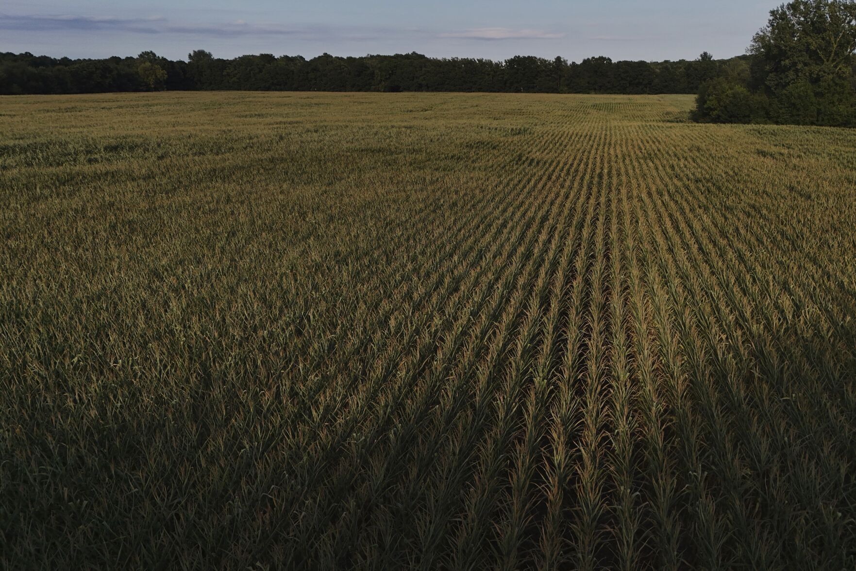 Climate Patchy Corn Pollination